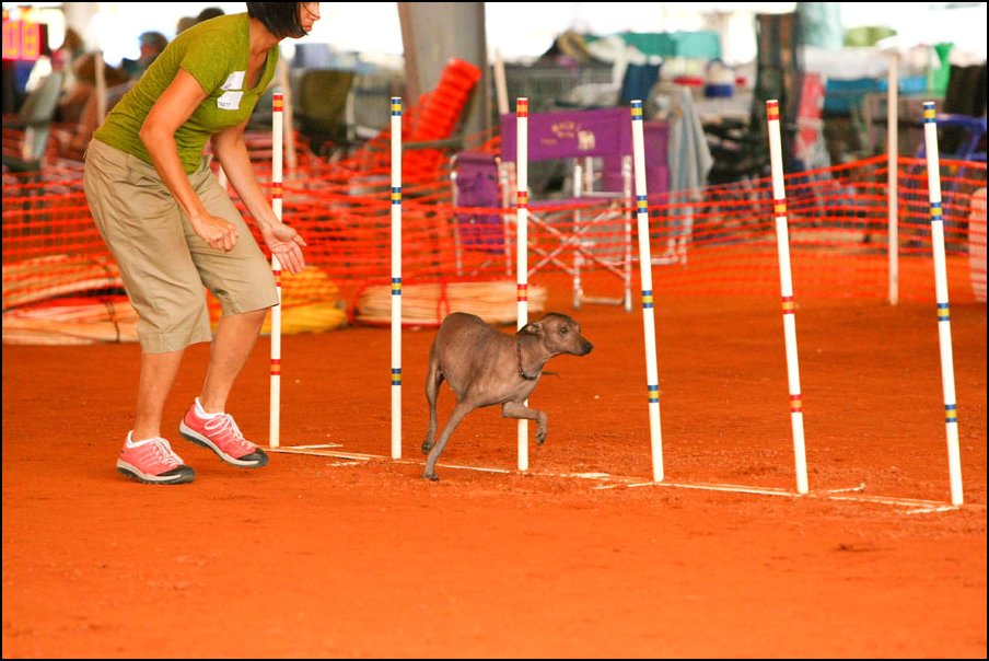 007 Feli 1st AKC (11-2011) NS_5254.jpg