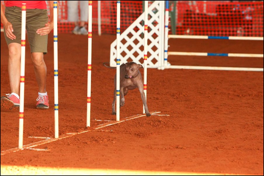 013 Feli 1st AKC (11-2011) OS_7208.jpg