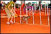 007 Feli 1st AKC (11-2011) NS_5254.jpg