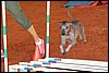 008 Feli 1st AKC (11-2011) OS_6997.jpg