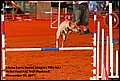 010 Librae 1st AKC (11-2011) NS_5294.jpg