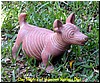 009 Clay Hairless Dog Replica.jpg