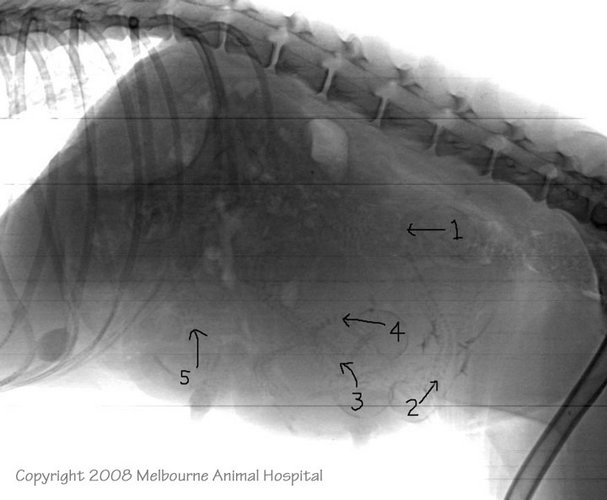 0008 Moon X-ray c.jpg