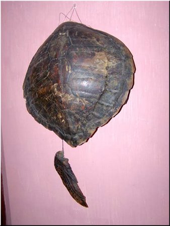 3224 Turtle Shell (24.11.06).jpg