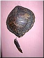 3224 Turtle Shell (24.11.06).jpg