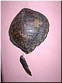 3224 Turtle Shell (24.11.06).jpg